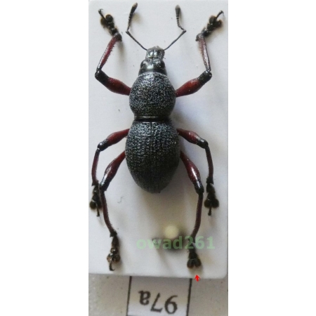 Metapocyrtus samarensis Schultze, 1925 male Philippines87a